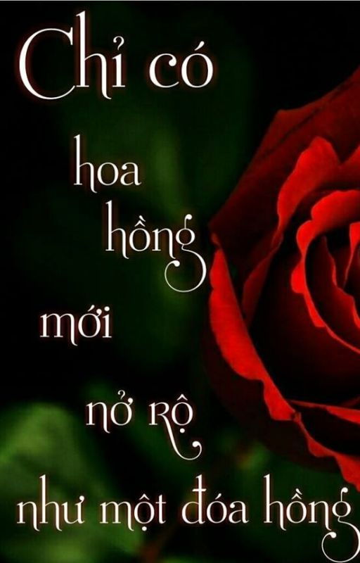 Chỉ Có Hoa Hồng Mới Nở Rộ Như Một Đóa Hồng